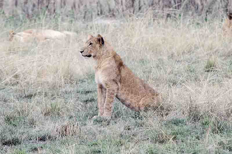 13 - Leon joven - parque nacional Queen Elizabeth - Uganda